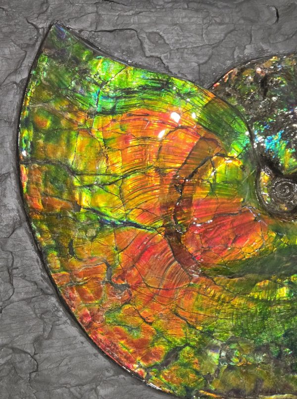Canadian Gem Ammolite Ammonite 1735b | Fossils for Sale