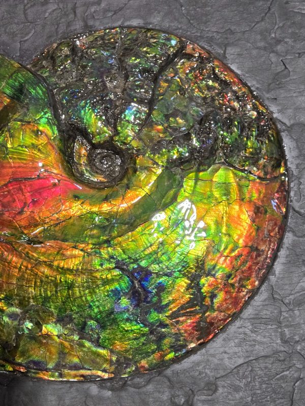 Canadian Gem Ammolite Ammonite 1735c | Fossils for Sale