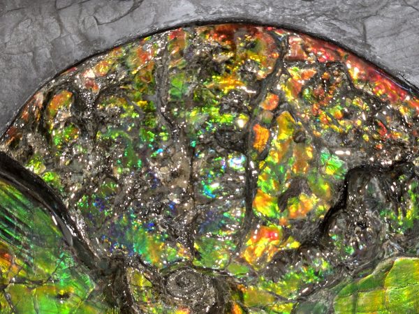 Canadian Gem Ammolite Ammonite 1735d | Fossils for Sale