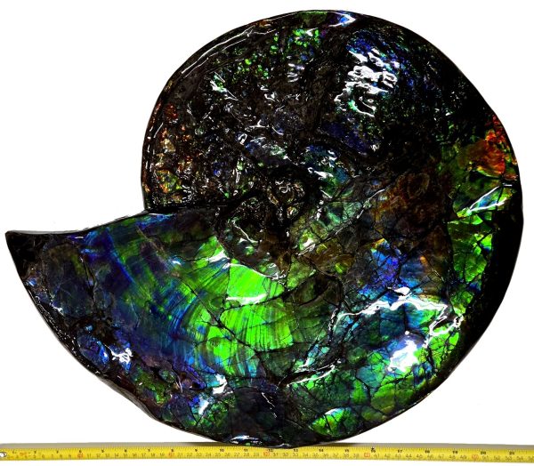 Canadian Gem Ammolite Ammonite 5312 | Fossils for Sale