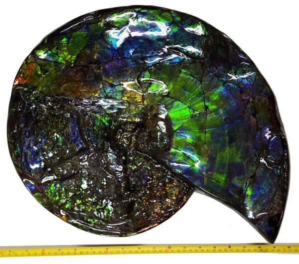 Canadian Gem Ammolite Ammonite 5312a | Fossils for Sale