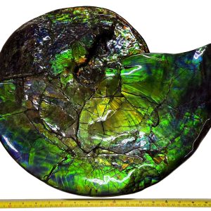 Gem Ammolite Ammonite For Sale from Alberta Canada #7