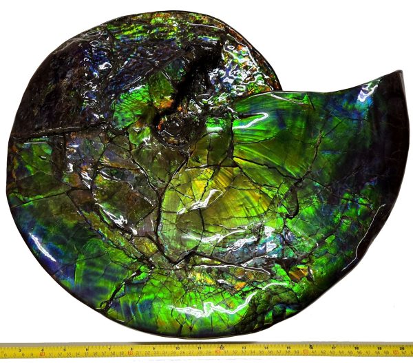 Canadian Gem Ammolite Ammonite 5312b | Fossils for Sale