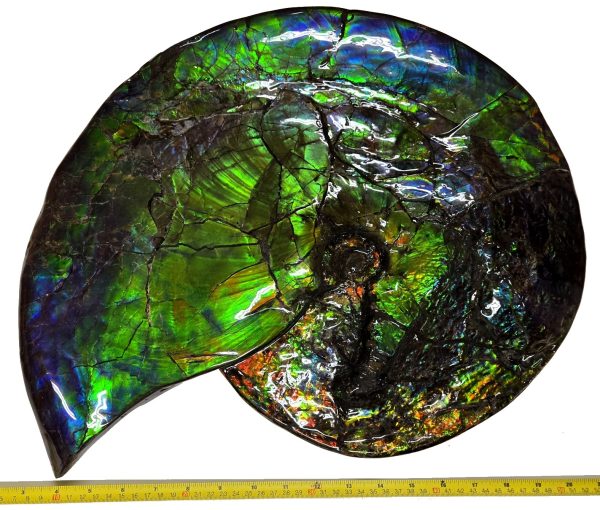 Canadian Gem Ammolite Ammonite 5312c | Fossils for Sale