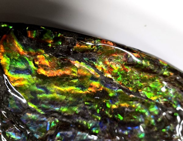 Canadian Gem Ammolite Ammonite 5312d | Fossils for Sale