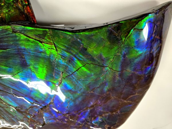 Canadian Gem Ammolite Ammonite 5312e | Fossils for Sale