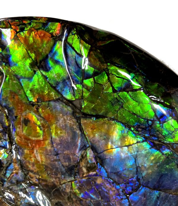 Canadian Gem Ammolite Ammonite 5312f | Fossils for Sale