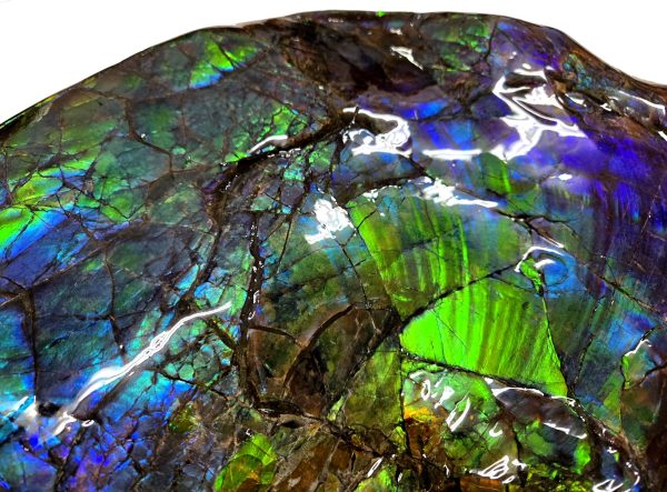 Canadian Gem Ammolite Ammonite 5312g | Fossils for Sale