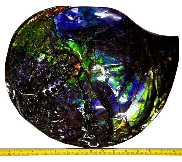 Canadian Gem Ammolite Ammonite 5615 | Fossils for Sale