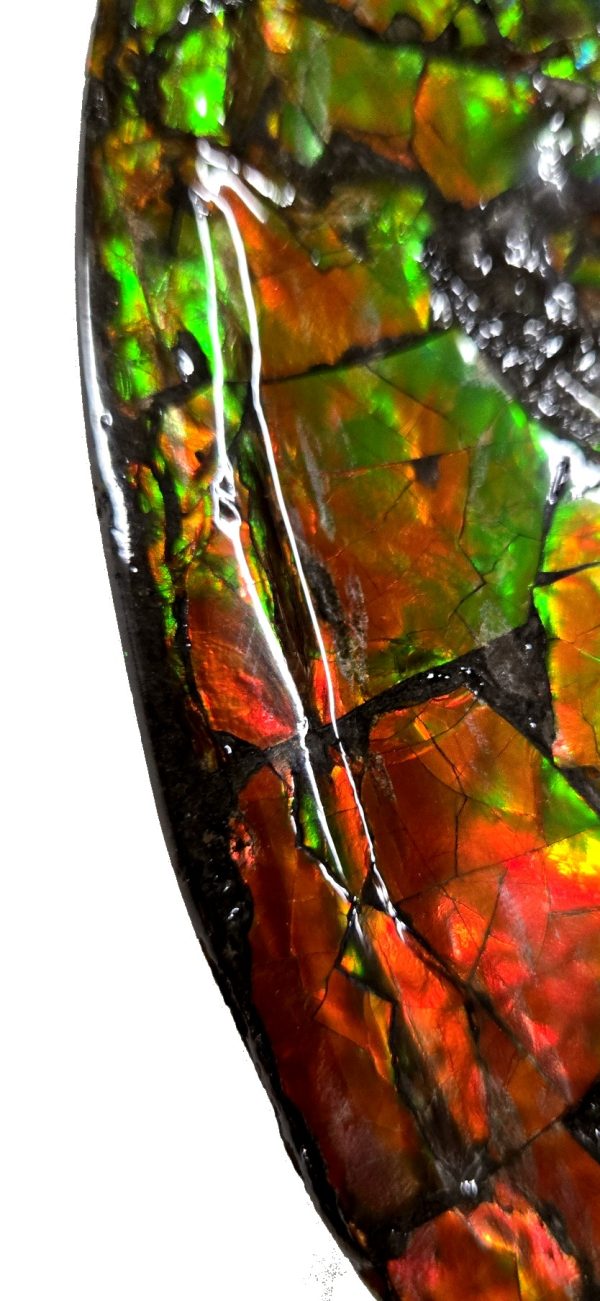 Canadian Gem Ammolite Ammonite 5615c | Fossils for Sale