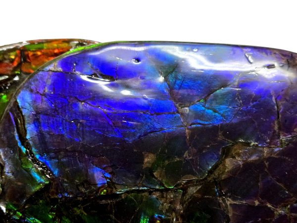 Canadian Gem Ammolite Ammonite 5615d | Fossils for Sale