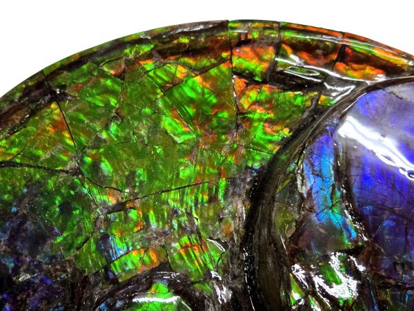 Canadian Gem Ammolite Ammonite 5615e | Fossils for Sale