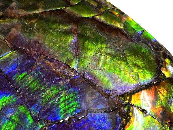 Canadian Gem Ammolite Ammonite 5615f | Fossils for Sale