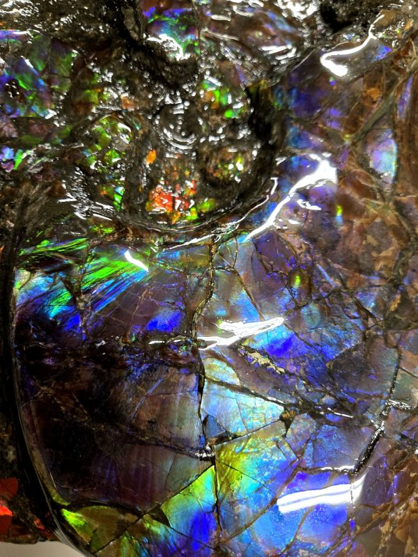 Canadian Gem Ammolite Ammonite 5615g | Fossils for Sale