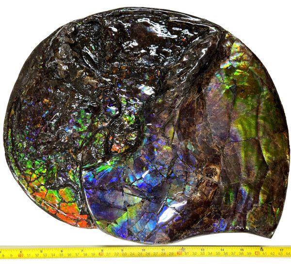Canadian Gem Ammolite Ammonite 5615h | Fossils for Sale