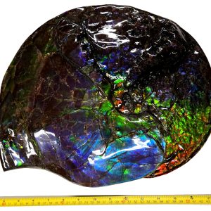 Gem Ammolite Ammonite For Sale from Alberta Canada #6