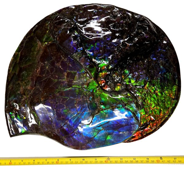 Canadian Gem Ammolite Ammonite 5615i | Fossils for Sale