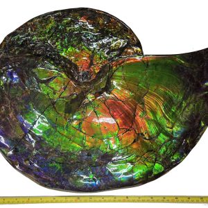 Gem Ammolite Ammonite For Sale from Alberta Canada #8