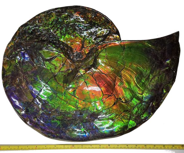 Canadian Gem Ammolite Ammonite 562 | Fossils for Sale