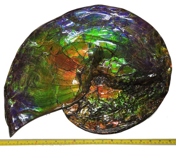 Canadian Gem Ammolite Ammonite 562a | Fossils for Sale