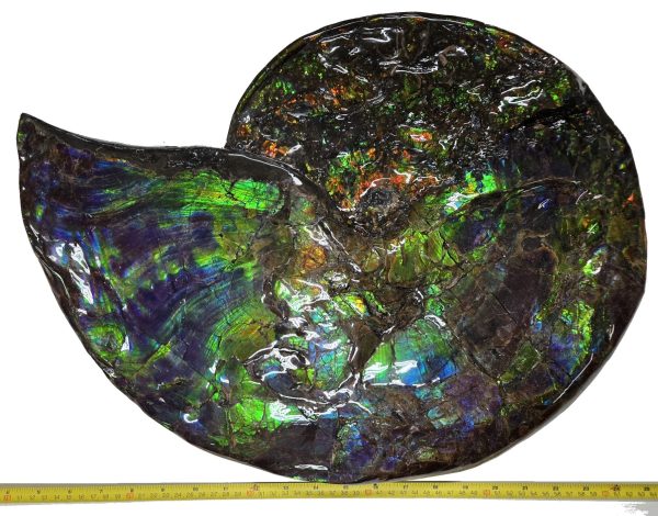 Canadian Gem Ammolite Ammonite 562b | Fossils for Sale