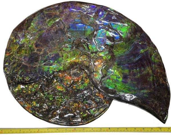 Canadian Gem Ammolite Ammonite 562c | Fossils for Sale