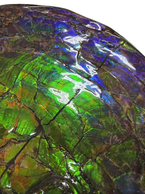 Canadian Gem Ammolite Ammonite 562d | Fossils for Sale
