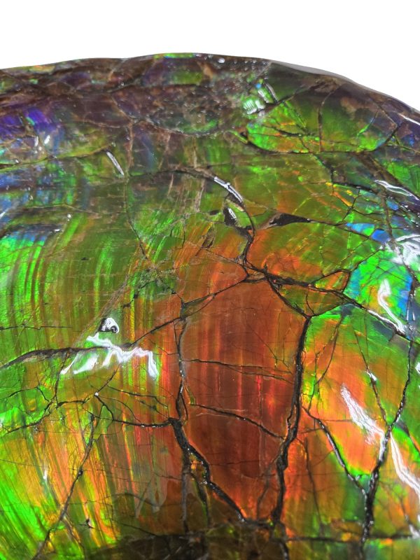 Canadian Gem Ammolite Ammonite 562e | Fossils for Sale