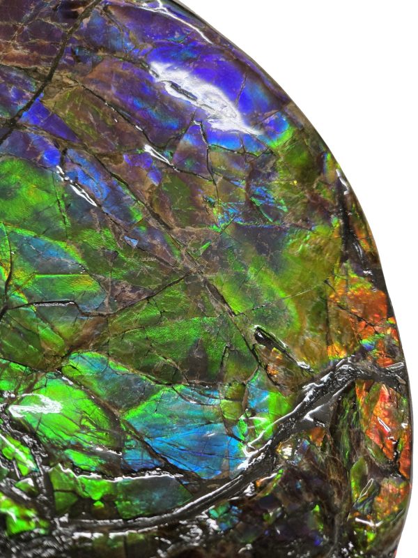 Canadian Gem Ammolite Ammonite 562f | Fossils for Sale