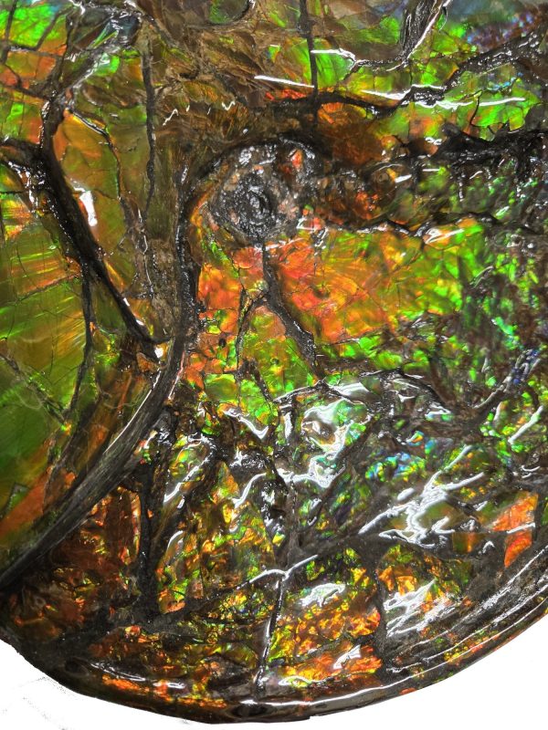 Canadian Gem Ammolite Ammonite 562g | Fossils for Sale