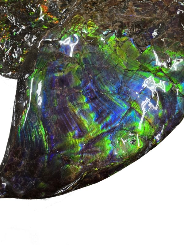 Canadian Gem Ammolite Ammonite 562h | Fossils for Sale