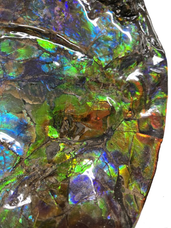 Canadian Gem Ammolite Ammonite 562i | Fossils for Sale