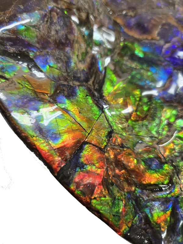 Canadian Gem Ammolite Ammonite 562j | Fossils for Sale