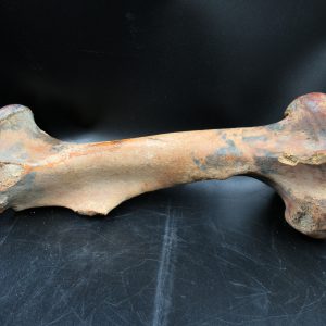 Equus Pleistocene Age Fossil Horse Femur for Sale #1