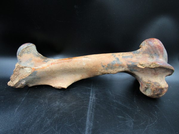 Florida Pleistocene Equus Horse Femur 1 | Fossils for Sale