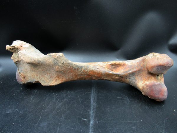 Florida Pleistocene Equus Horse Femur 1b | Fossils for Sale
