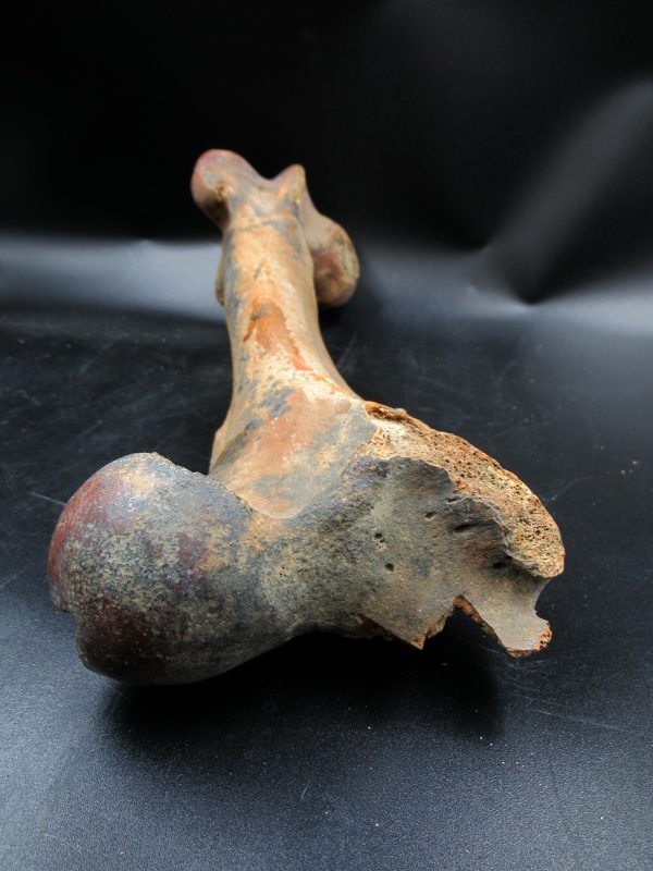 Florida Pleistocene Equus Horse Femur 1d | Fossils for Sale