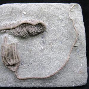 General Mississippian Age Crawfordsville Crinoid Fossils For Sale From Indiana #174
