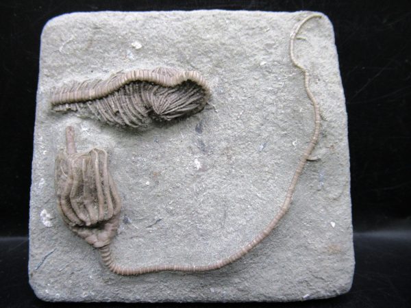 Indiana Mississippian Crawfordsville Crinoid 174 | Fossils for Sale