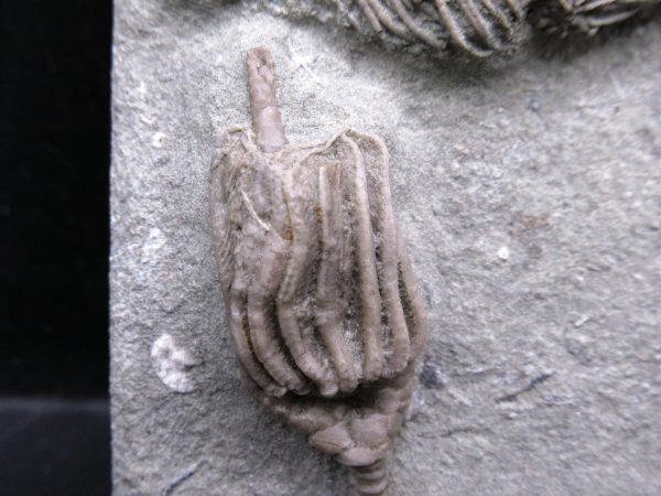 Indiana Mississippian Crawfordsville Crinoid 174a | Fossils for Sale