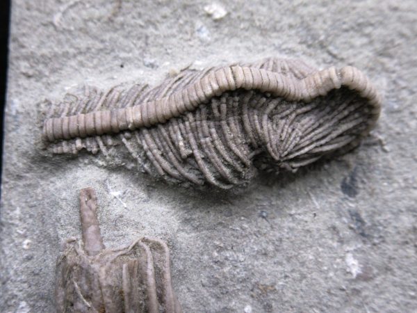 Indiana Mississippian Crawfordsville Crinoid 174b | Fossils for Sale