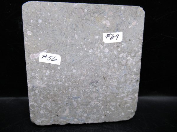 Indiana Mississippian Crawfordsville Crinoid 174c | Fossils for Sale