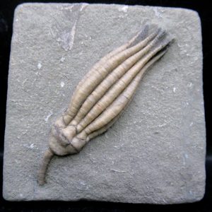 General Mississippian Age Crawfordsville Crinoid Fossils For Sale From Indiana #175