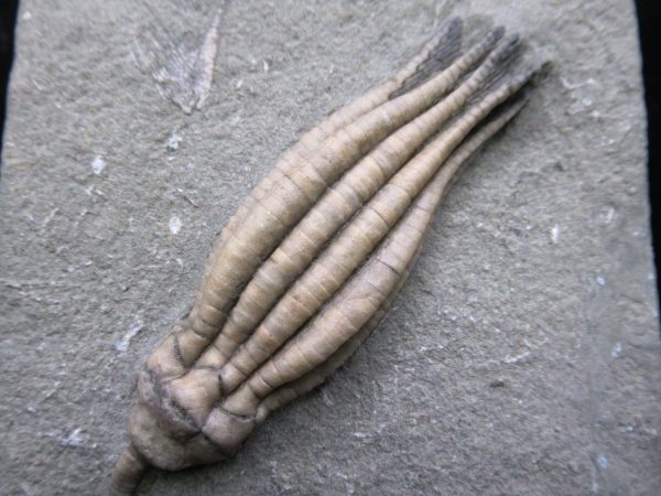 Indiana Mississippian Crawfordsville Crinoid 175a | Fossils for Sale