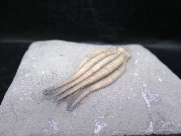 Indiana Mississippian Crawfordsville Crinoid 175b | Fossils for Sale