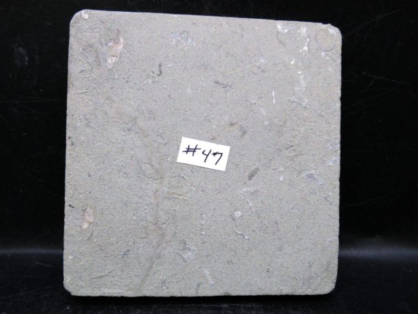 Indiana Mississippian Crawfordsville Crinoid 175c | Fossils for Sale