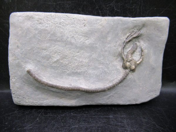 Indiana Mississippian Crawfordsville Crinoid 176 | Fossils for Sale