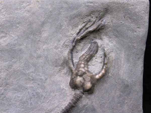 Indiana Mississippian Crawfordsville Crinoid 176a | Fossils for Sale
