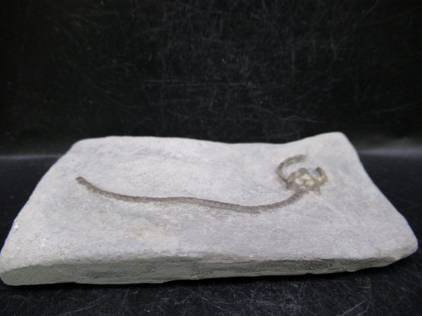 Indiana Mississippian Crawfordsville Crinoid 176b | Fossils for Sale