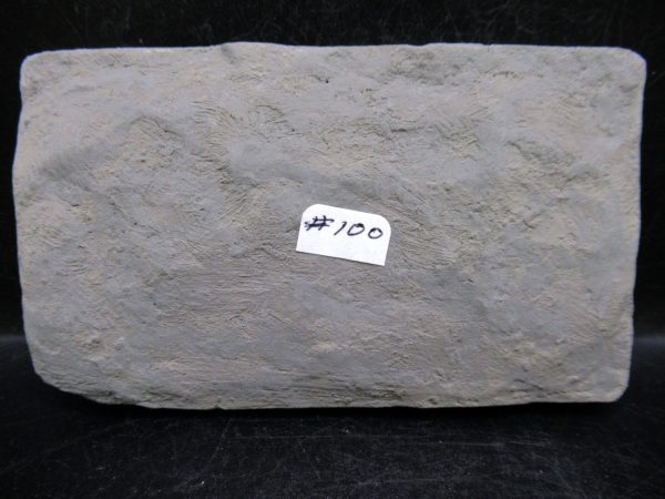 Indiana Mississippian Crawfordsville Crinoid 176c | Fossils for Sale